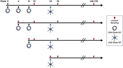 Ebola-GP DNA Prime rAd5-GP Boost: Influence of Prime Frequency and Prime/Boost Time Interval on the Immune Response in Non-human Primates